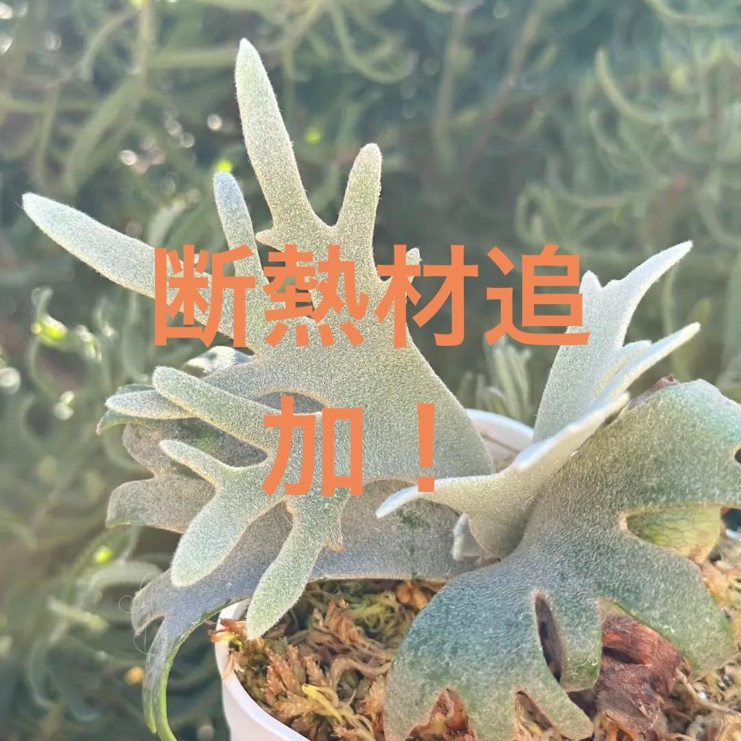 断熱材！！Yellow moon dwarf ’totoro’ spore511