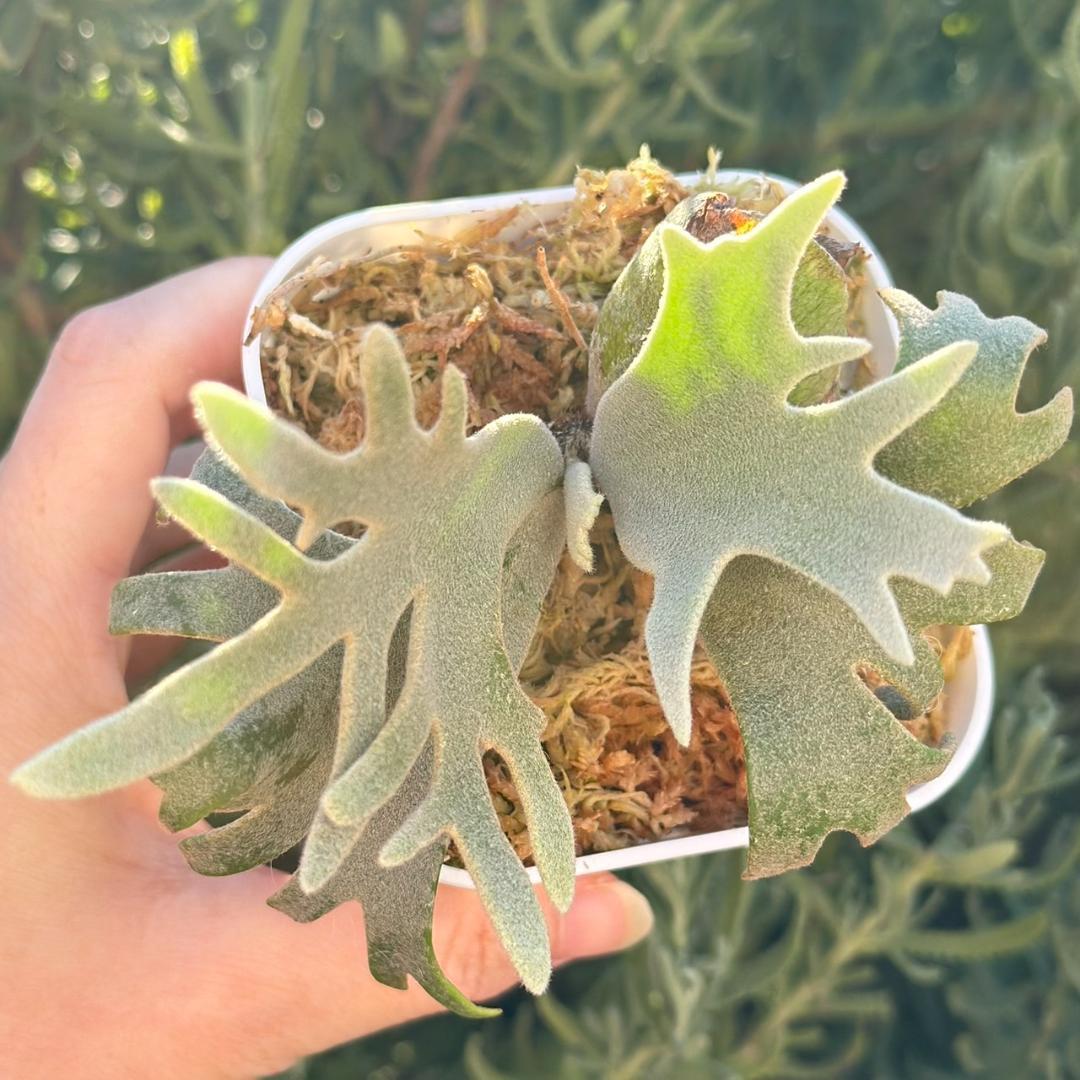 断熱材！！Yellow moon dwarf ’totoro’ spore511