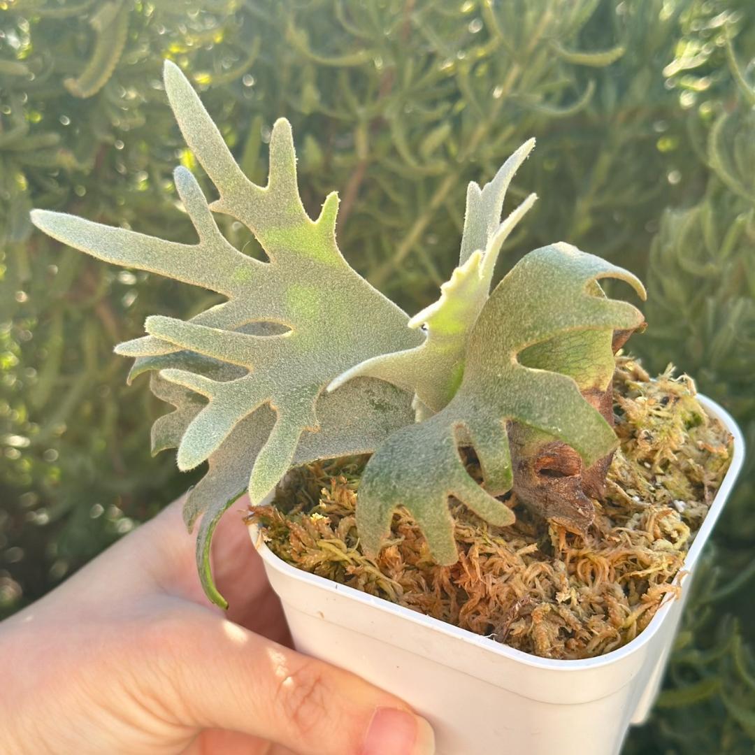 断熱材！！Yellow moon dwarf ’totoro’ spore511