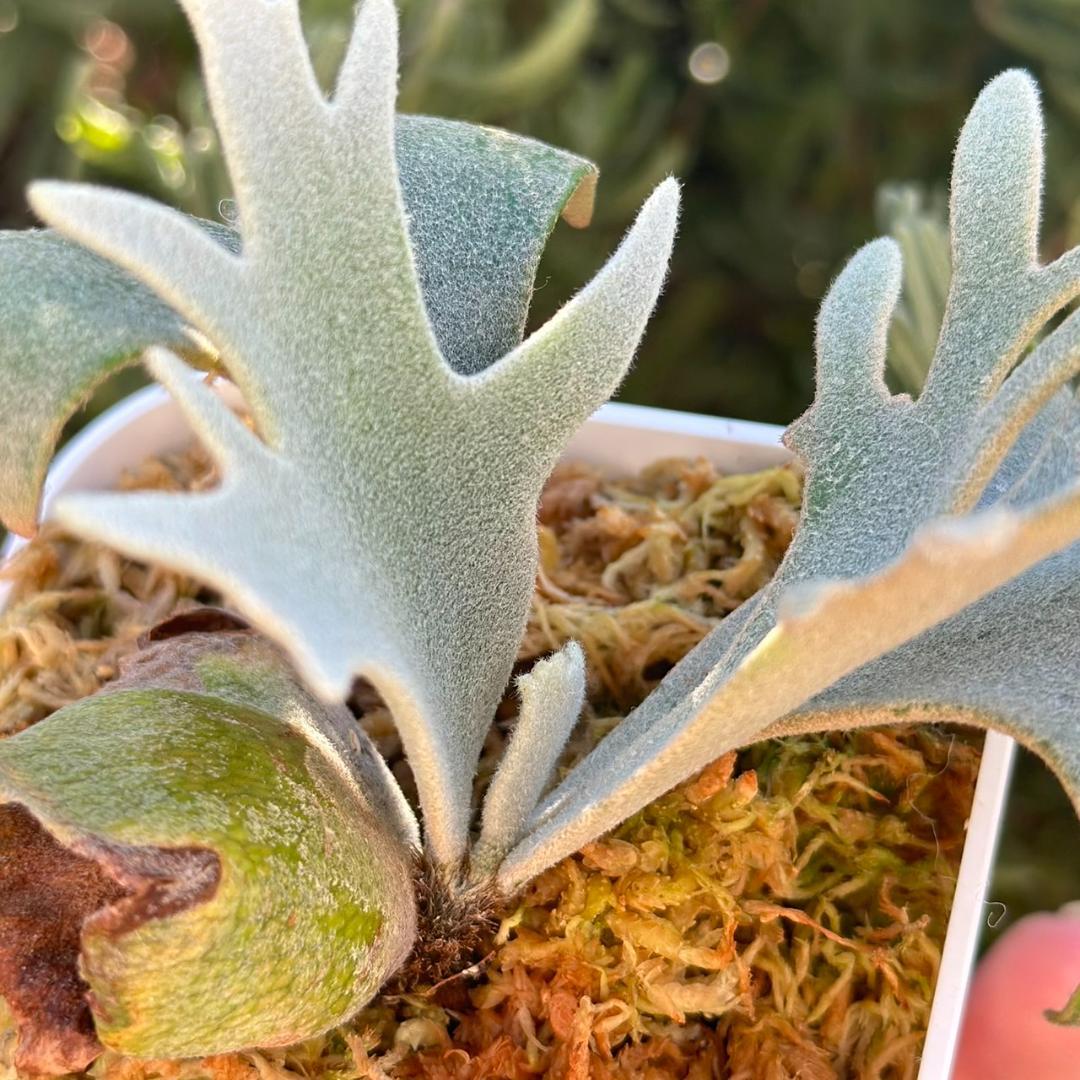 断熱材！！Yellow moon dwarf ’totoro’ spore511