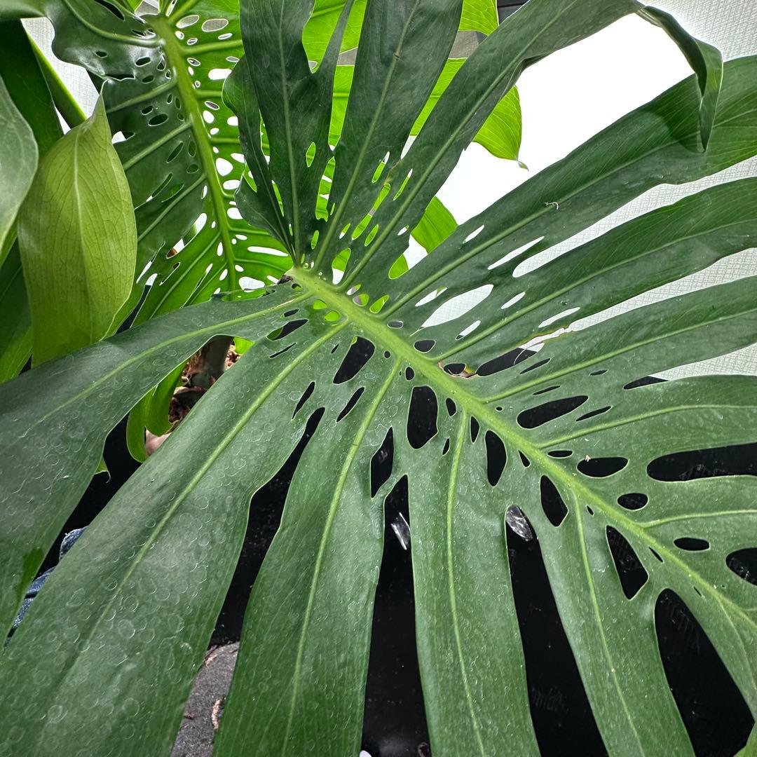 g*n様 モンステラデリシオーサマクロコズム超希少系統鉢植え105㎝