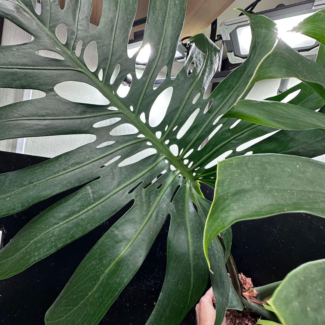 g*n様 モンステラデリシオーサマクロコズム超希少系統鉢植え105㎝