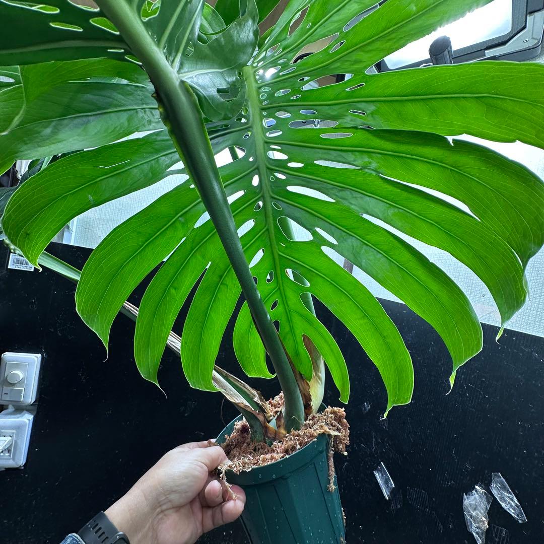g*n様 モンステラデリシオーサマクロコズム超希少系統鉢植え105㎝