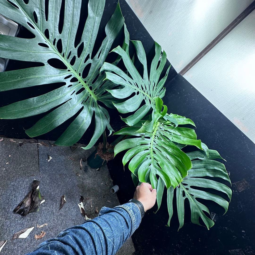 g*n様 モンステラデリシオーサマクロコズム超希少系統鉢植え105㎝