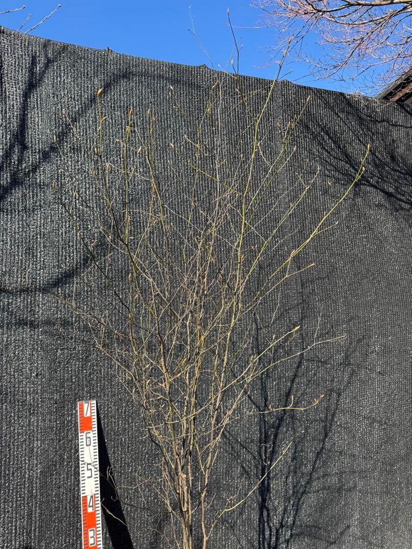 クロモジ　山採り　【品番3535】