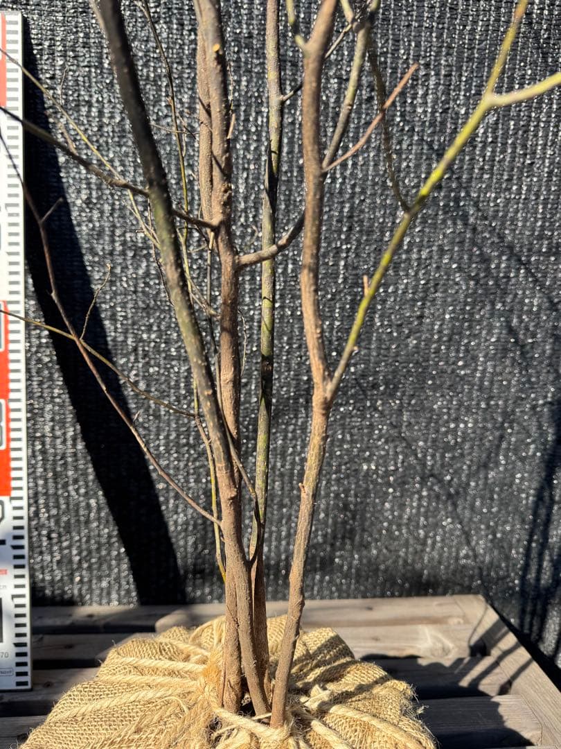 クロモジ　山採り　【品番3535】