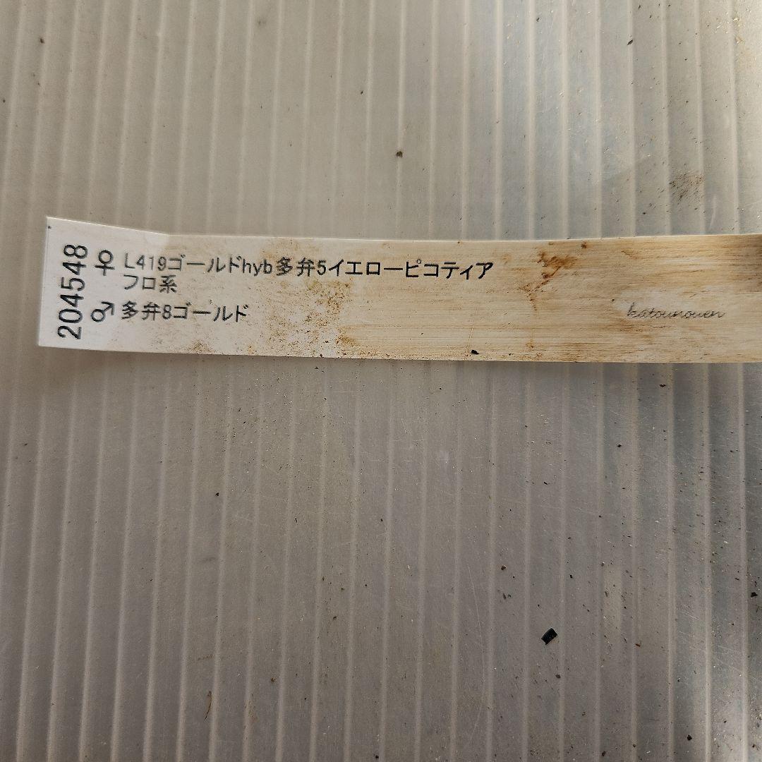 幸せウサギ様ご購入苗㉖-249㉖-276クリスマスローズ