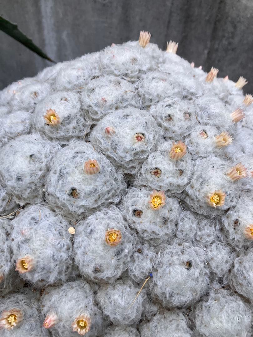 大型 群生サボテン（マミラリア属？・白毛タイプ）鉢付き