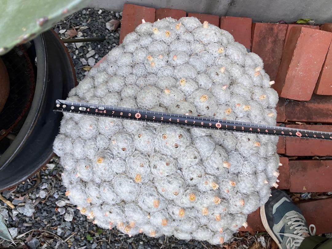 大型 群生サボテン（マミラリア属？・白毛タイプ）鉢付き