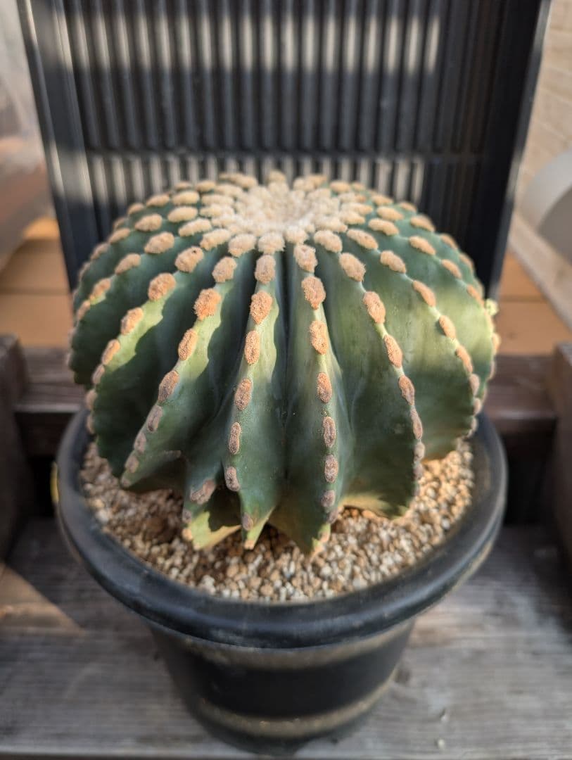 【Omc Labo】極上3　フェロカクタス刺無王冠竜　希少 サボテン　古木