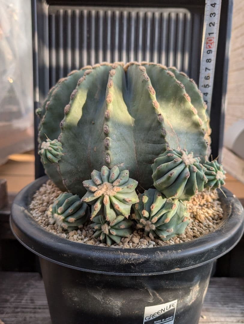 【Omc Labo】極上3　フェロカクタス刺無王冠竜　希少 サボテン　古木