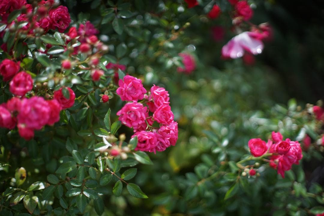 希少　PETRI　C.C　Auto　1.4　55mm　127　Ｅアダプター