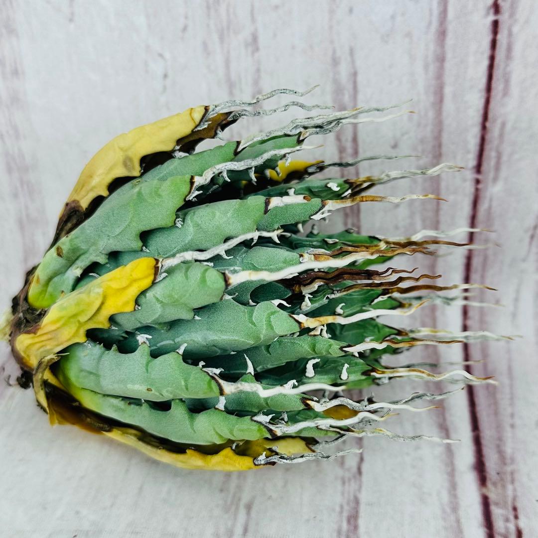 795 アガベ ユタエンシス エボリスピナ 陽炎