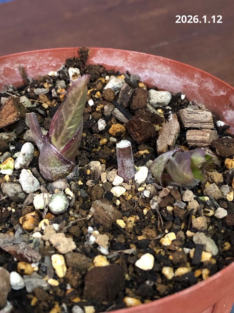 クリスマスローズ　原種　リグリクス②