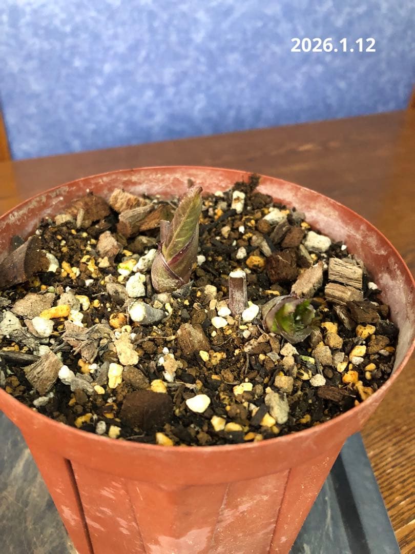 クリスマスローズ　原種　リグリクス②