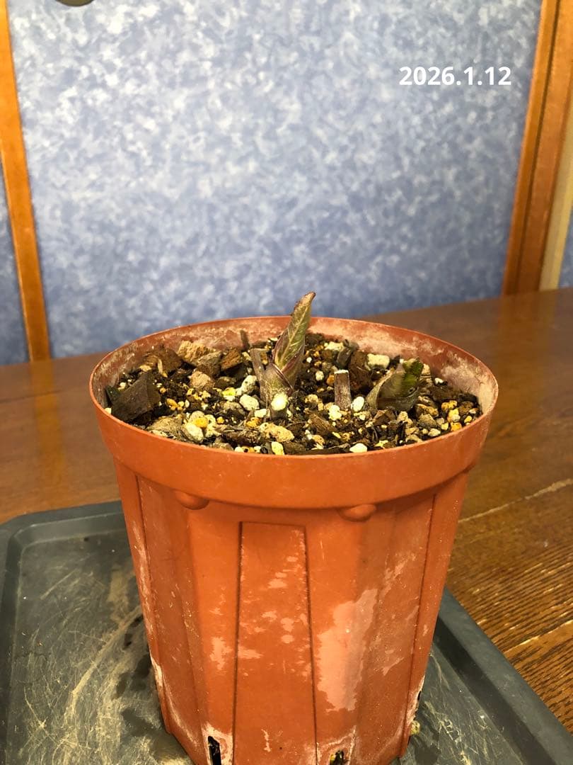 クリスマスローズ　原種　リグリクス②