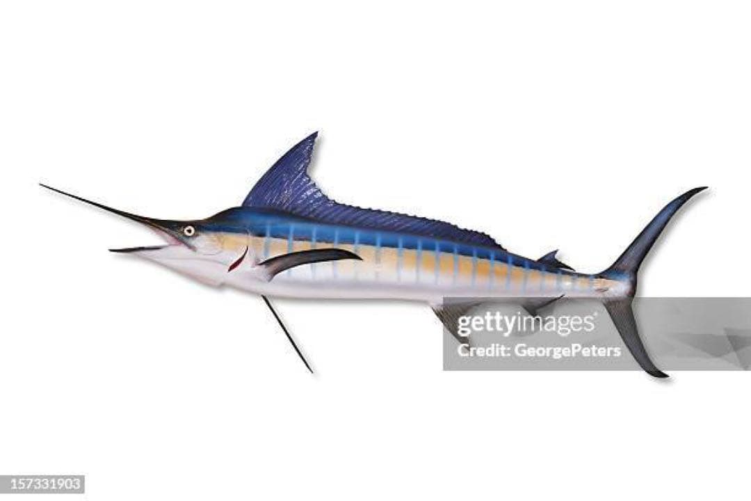 Saki オーダーページ 2