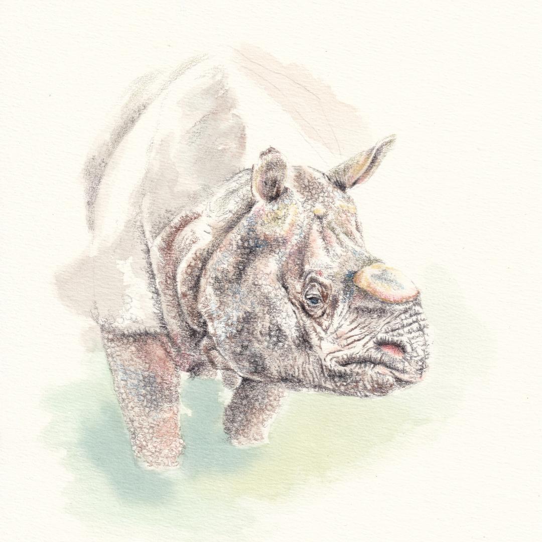 ブロッコリー様 ご依頼作品 インドサイの絵