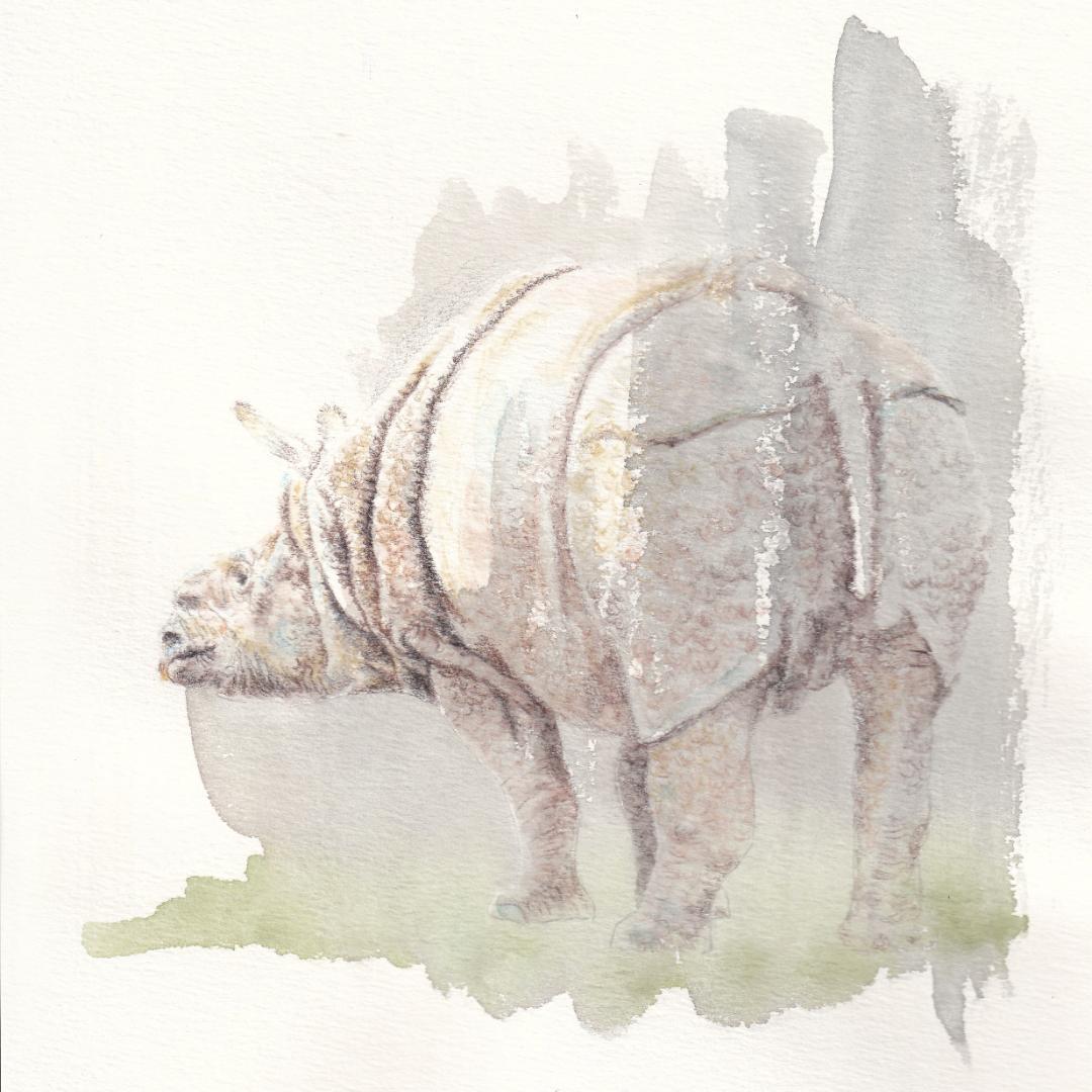 ブロッコリー様 ご依頼作品 インドサイの絵