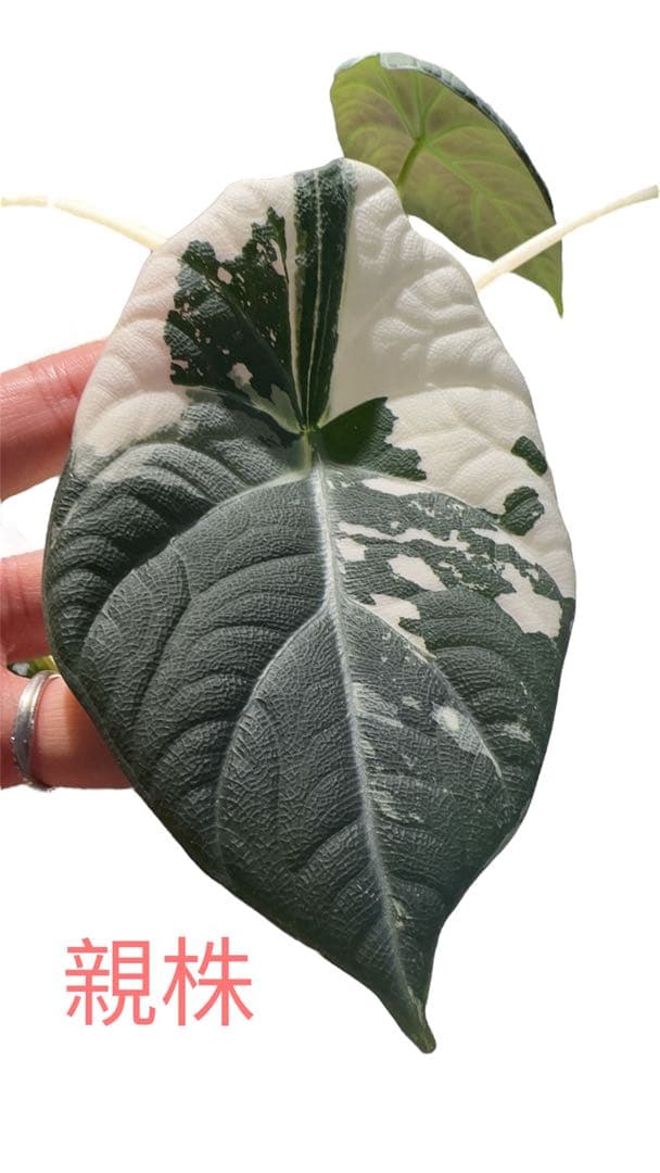 Maharani albo マハラニアルボ