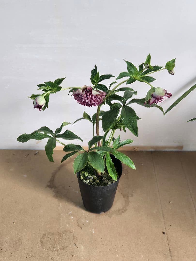 ☆クリスマスローズ☆多弁　変わり咲き☆5号鉢☆