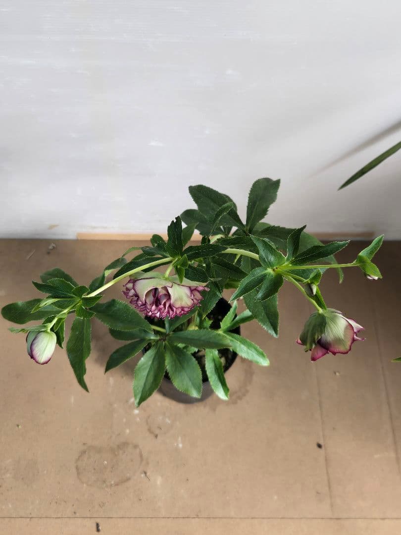 ☆クリスマスローズ☆多弁　変わり咲き☆5号鉢☆