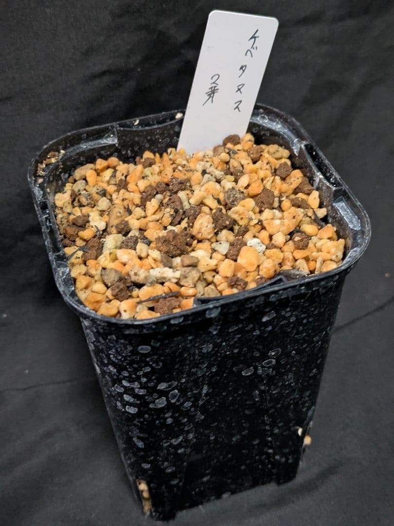 ヘレボルス　クリスマスローズ　チベタヌス　３年苗