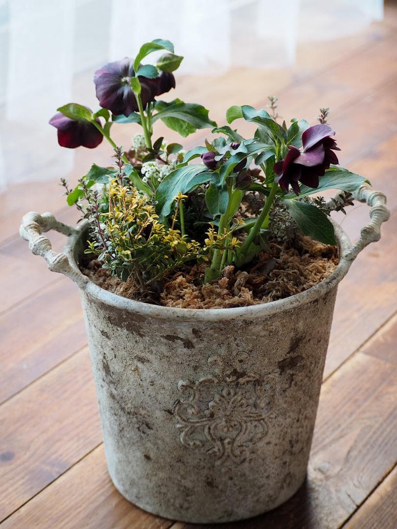 【最終お値下】クリスマスローズのシックな寄せ植え