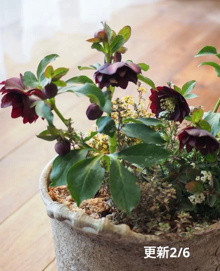 【最終お値下】クリスマスローズのシックな寄せ植え