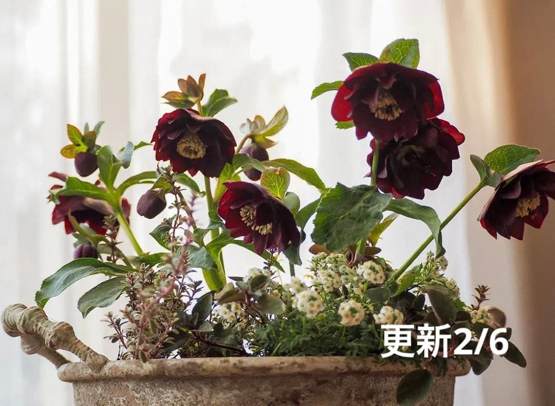 【最終お値下】クリスマスローズのシックな寄せ植え