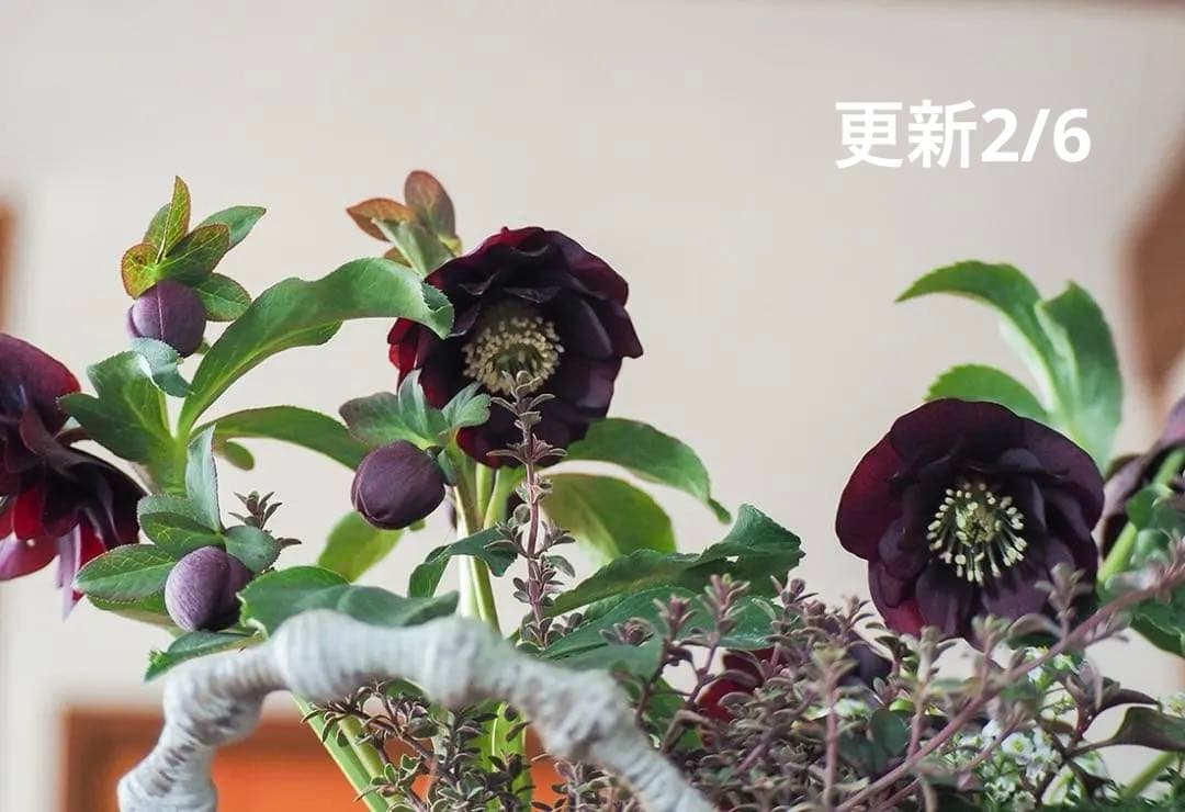 【最終お値下】クリスマスローズのシックな寄せ植え