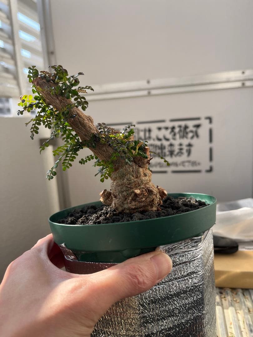 早い者勝ち 超極太 実生 パキプス オペルクリカリアパキプス 鉢ごと