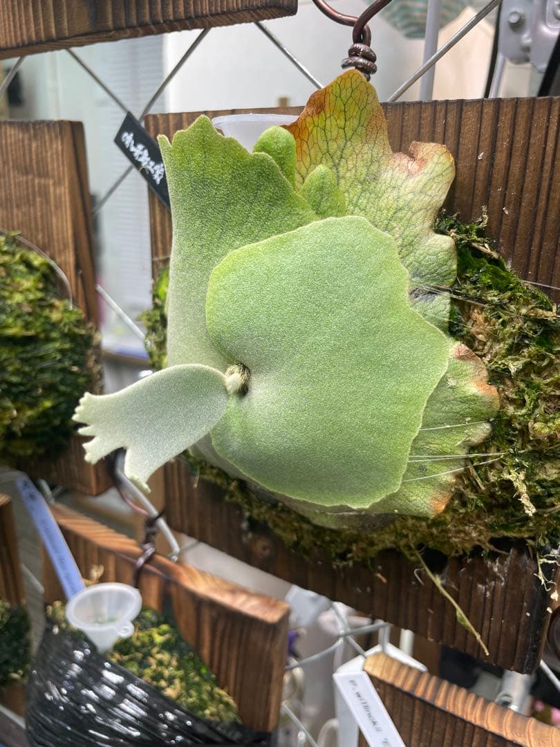 エルビス　ko nicolas 出品