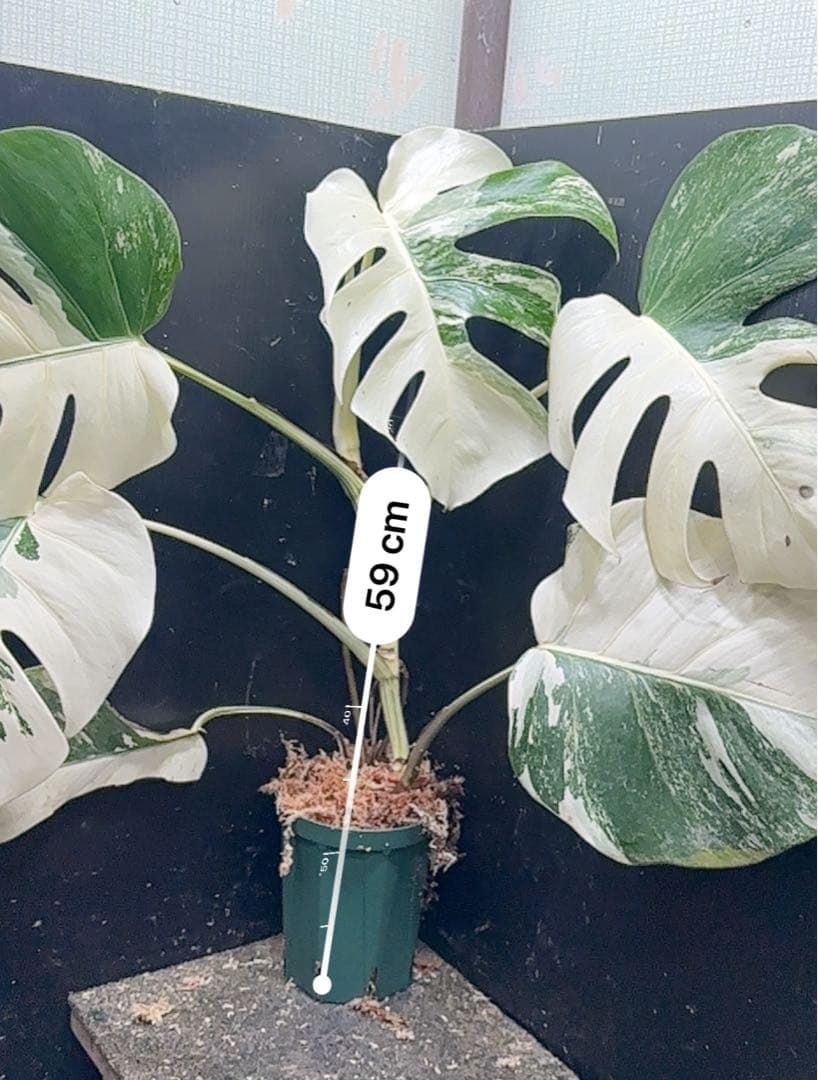 葛*湯様 斑入りモンステラ ホワイトタイガー極美大株59cm白斑多