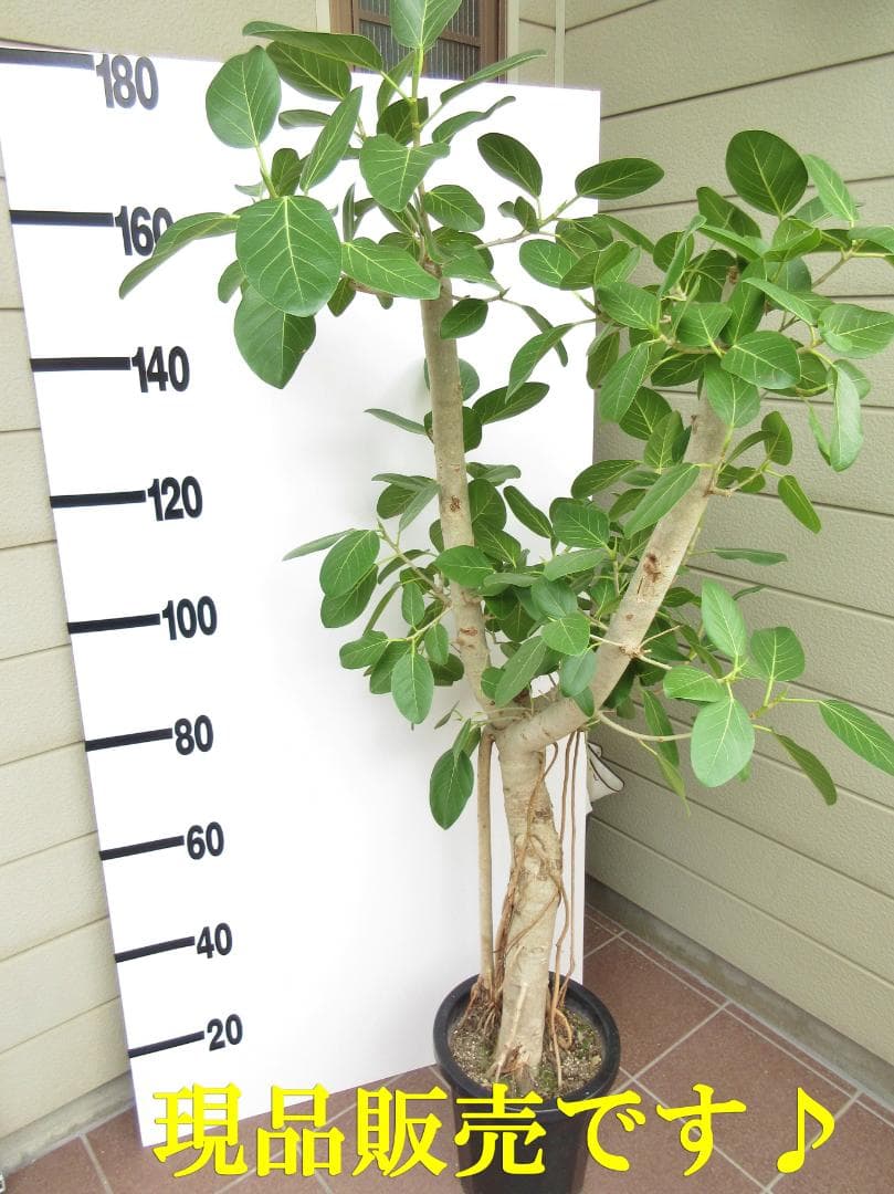 京都での手渡しのみ　ベンガルゴム10号　約180cm　現品販売　近畿はお届けも可