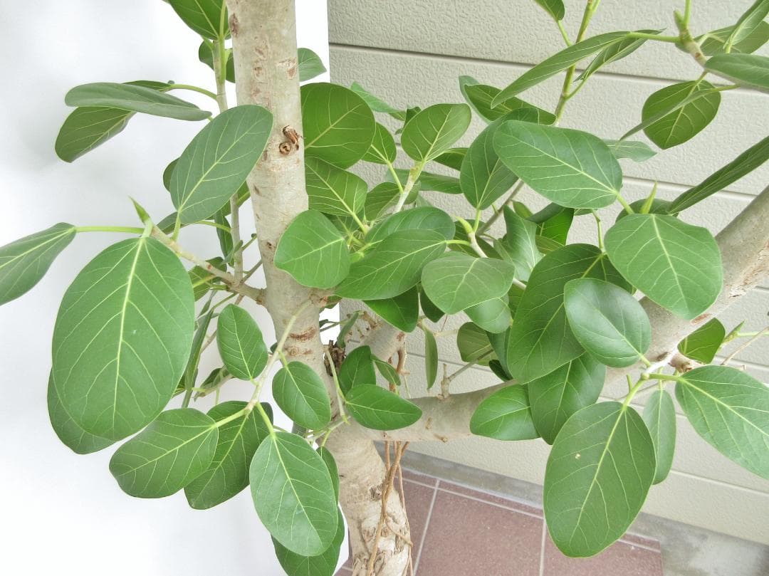 京都での手渡しのみ　ベンガルゴム10号　約180cm　現品販売　近畿はお届けも可