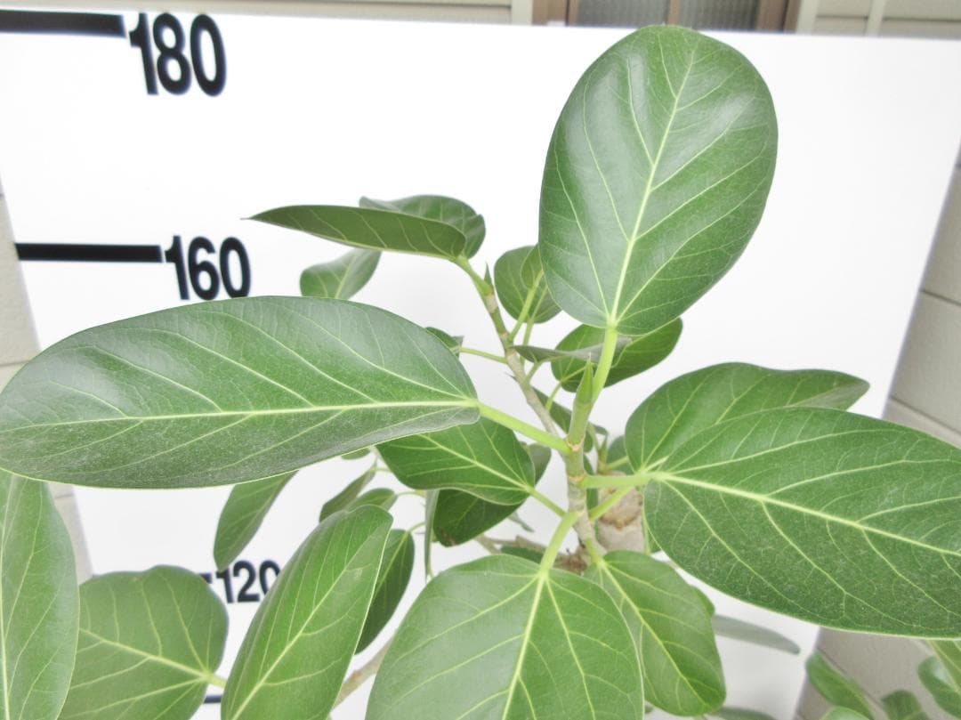 京都での手渡しのみ　ベンガルゴム10号　約180cm　現品販売　近畿はお届けも可