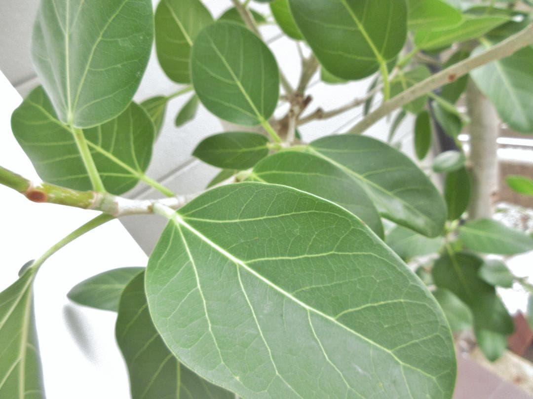 京都での手渡しのみ　ベンガルゴム10号　約180cm　現品販売　近畿はお届けも可