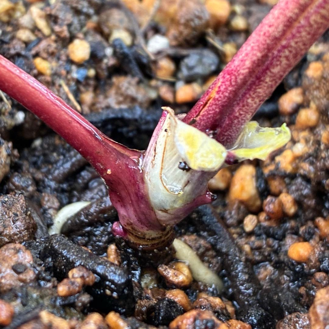 ち*る様 3316⭐️極上⭐️キラキラ光線⭐️スペシャルレッド⭐️多花性⭐️オー