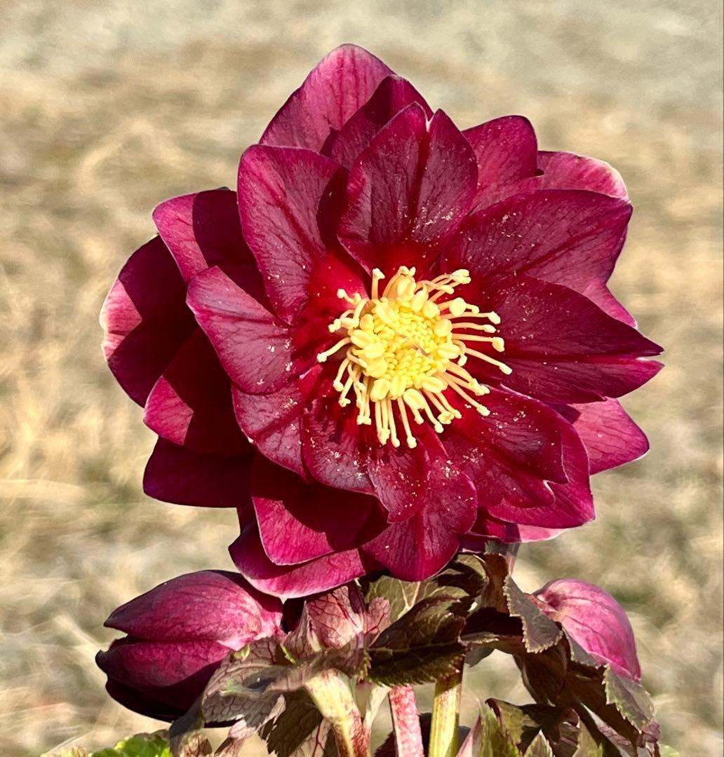 ち*る様 3316⭐️極上⭐️キラキラ光線⭐️スペシャルレッド⭐️多花性⭐️オー