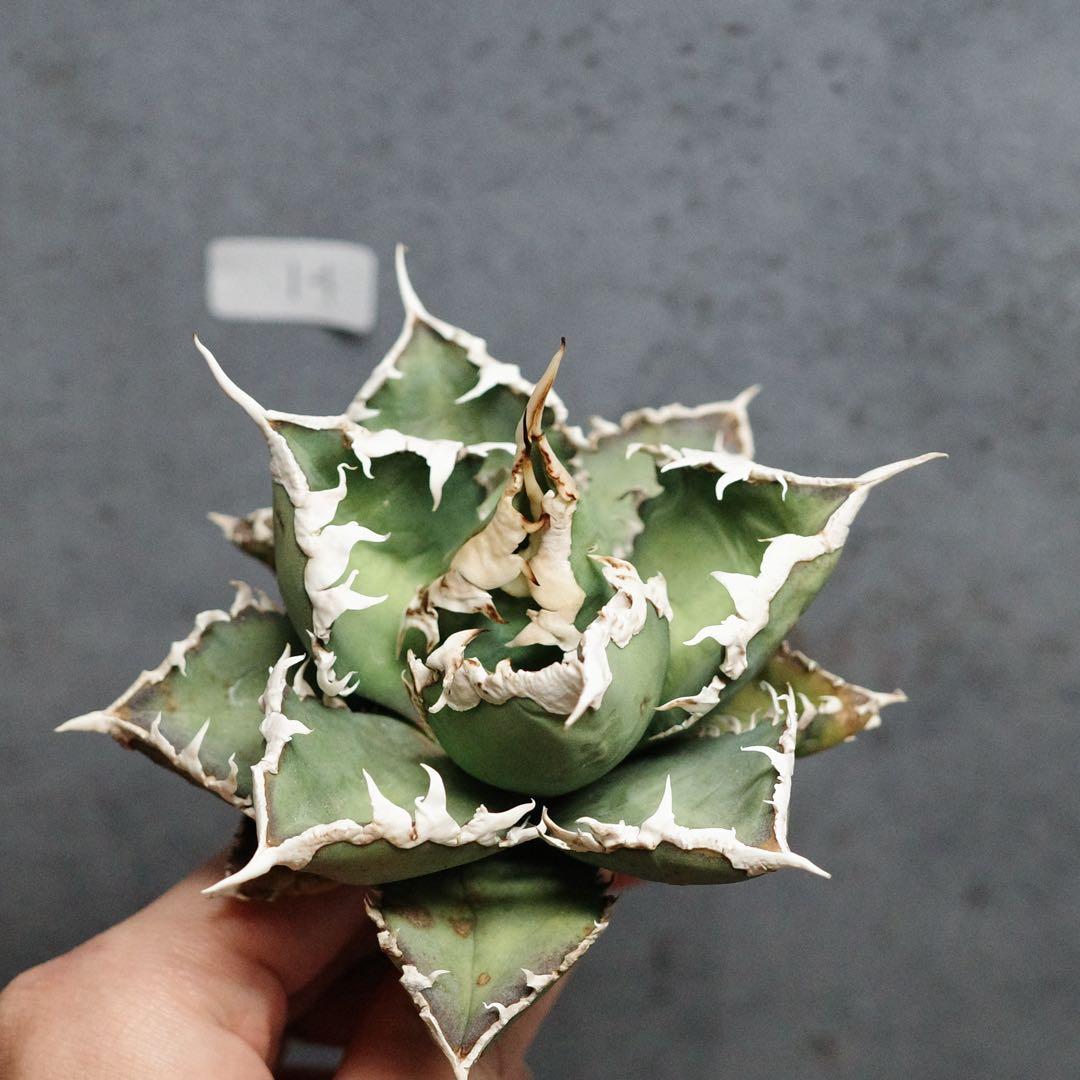 アガベ　チタノタ　オテロイ　包心龍　OC株　太バンド　14