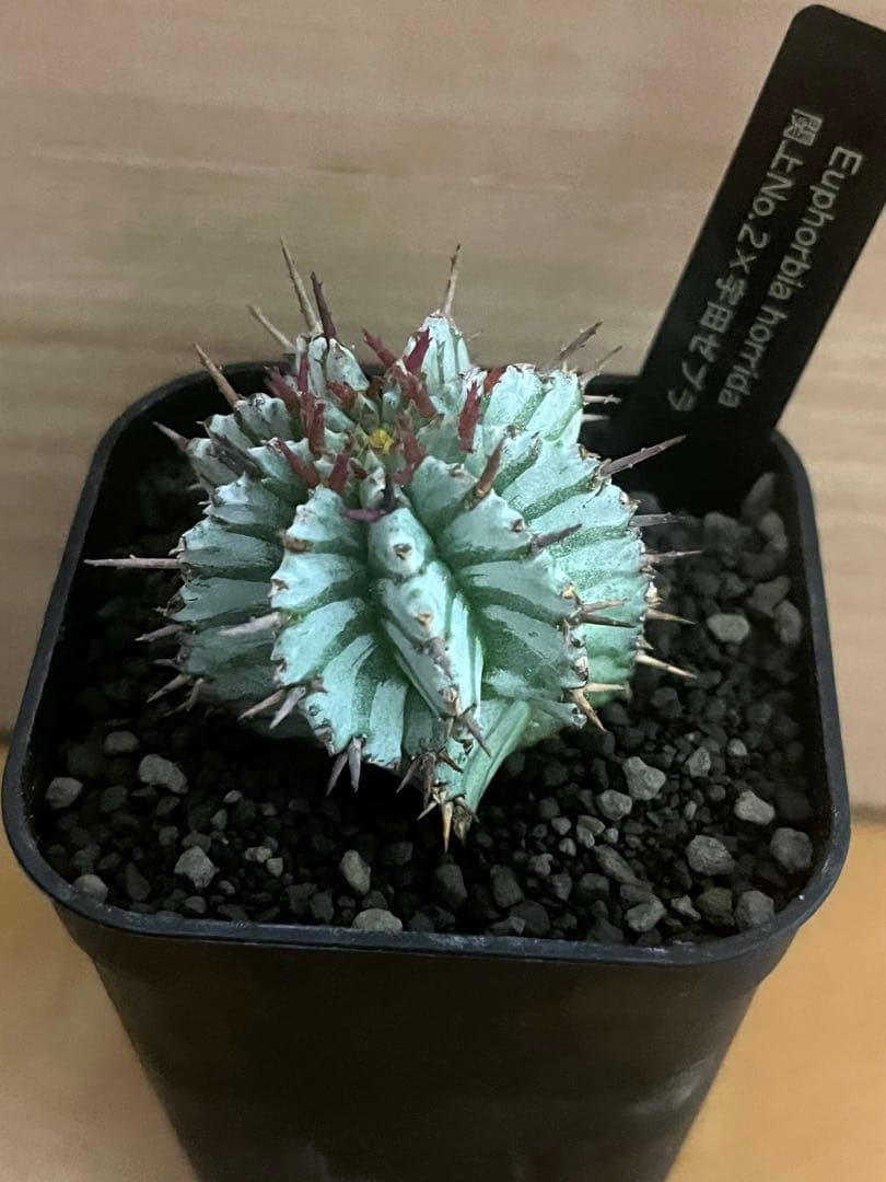 K*u様 ユーフォルビアホリダ 関上No.2ゼブラホリダ×宇田ゼブラホリダ 純血