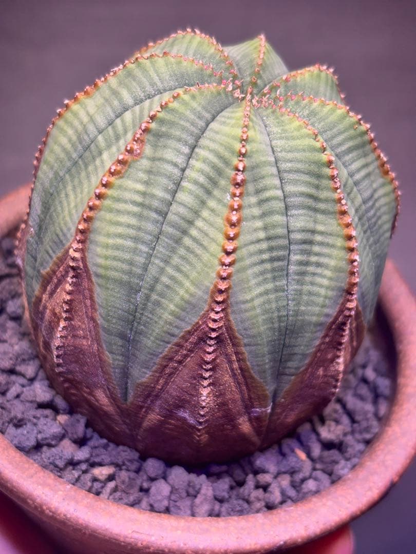 コレクション株　ユーフォルビア　オベサ　木質化