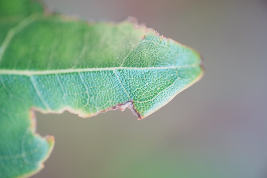 極美品 AF Ai Micor-Nikkor 60mm F2.8D 149