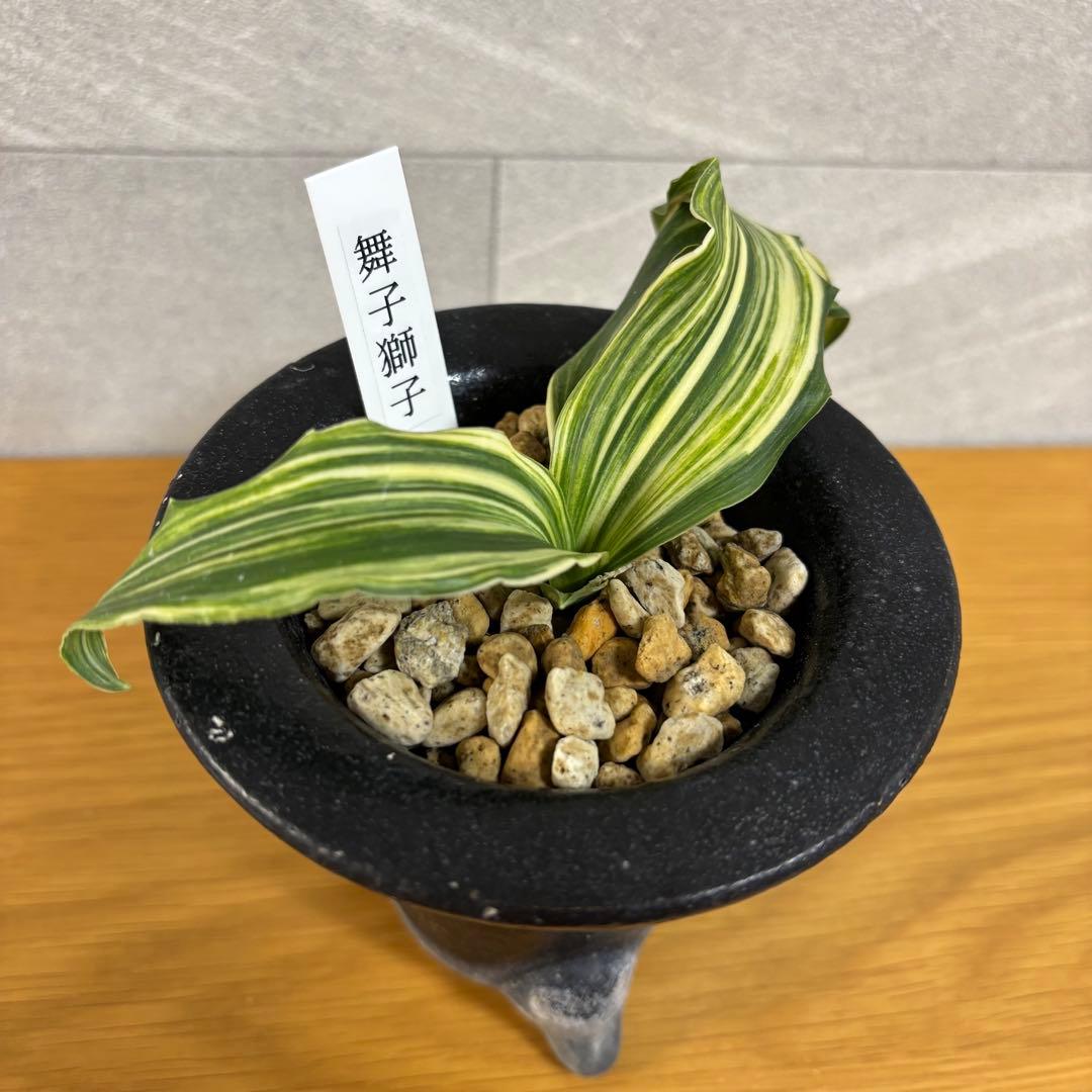 万年青　舞子獅子　縞　虎　獅子系　鉢付き