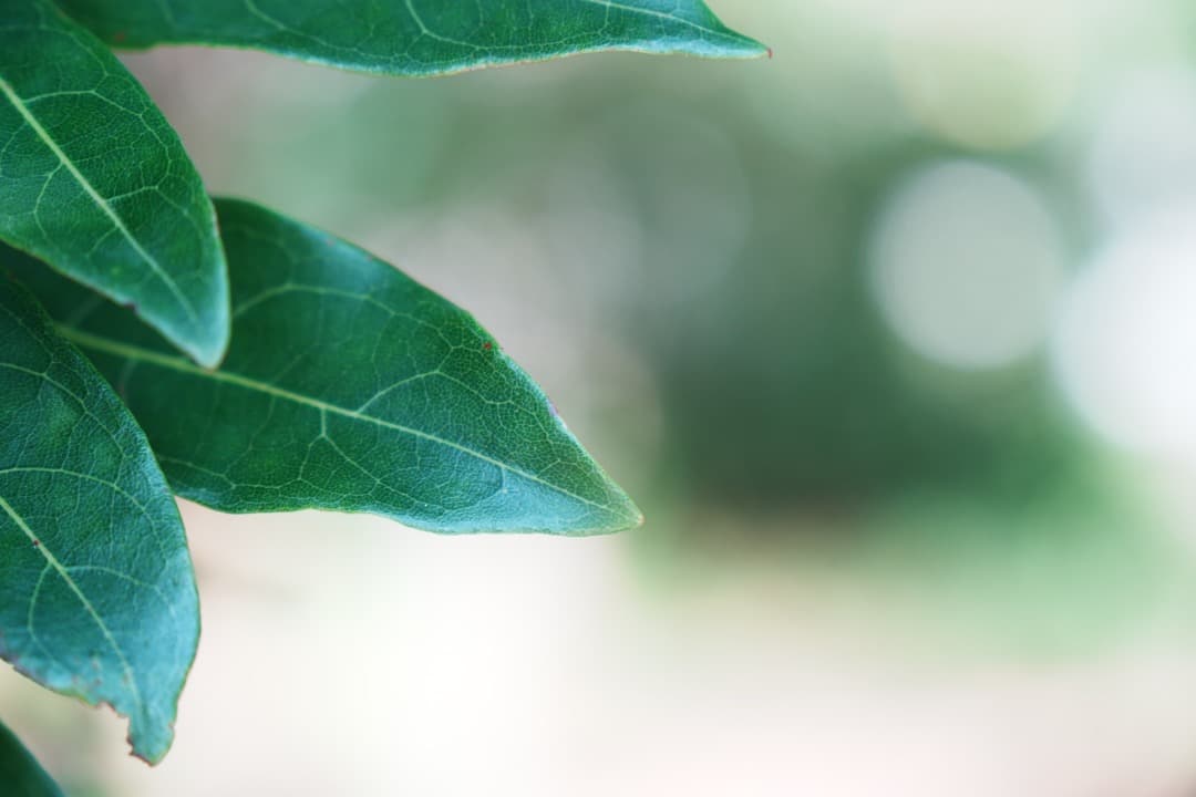 美品 SONY SEL1670Z ツァイス 16-70mm F4 手ブレ補正付