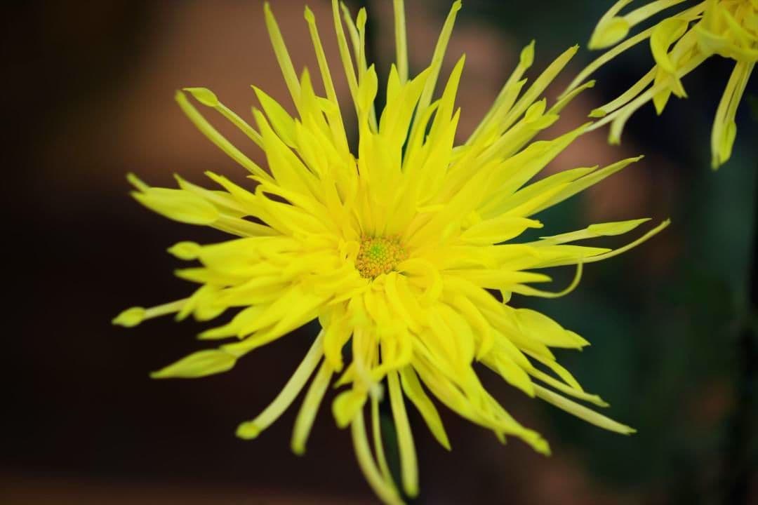 キヤノン　EF100mm F2.8 マクロ　フォーカスリミッター難有