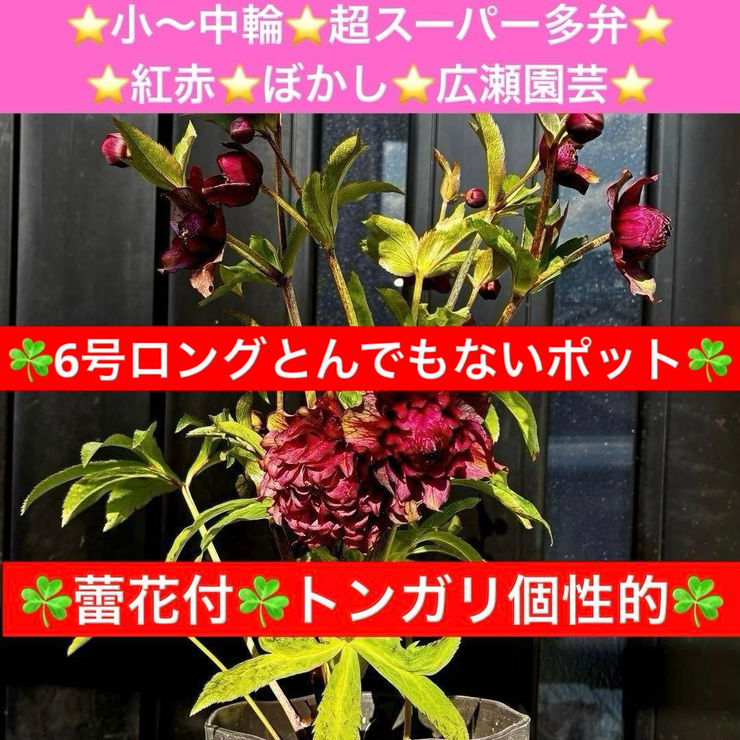 ｍ*a様 585☘️蕾花付☘️トンガリ個性的☘️6号⭐️小中輪⭐️超スーパー多弁