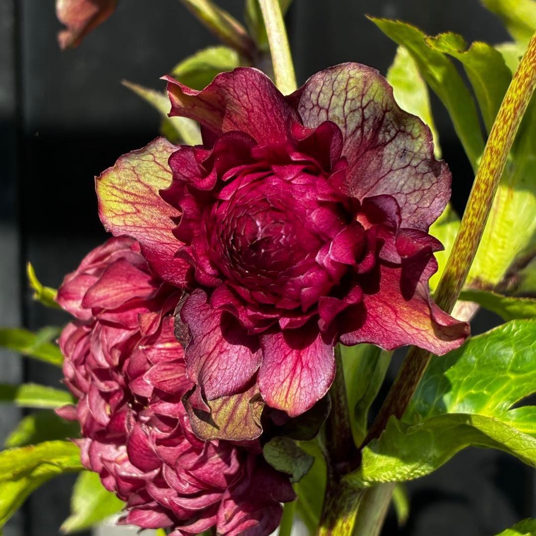 ｍ*a様 585☘️蕾花付☘️トンガリ個性的☘️6号⭐️小中輪⭐️超スーパー多弁