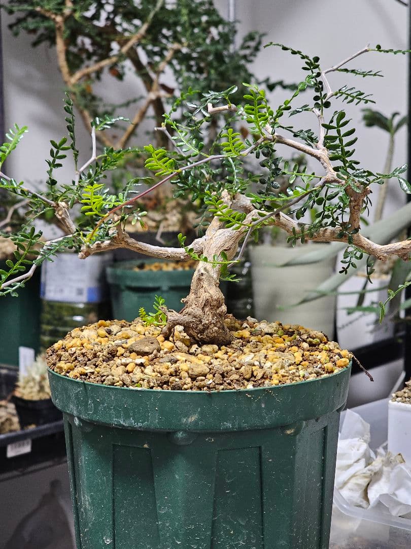 【良株】 オペルクリカリア パキプス